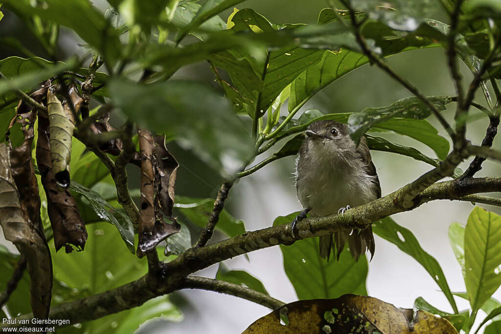 Sooty-capped Babbleradult