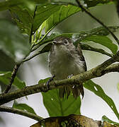 Sooty-capped Babbler