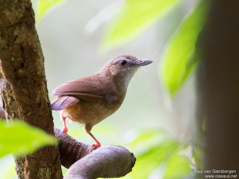 Abbott's Babbler