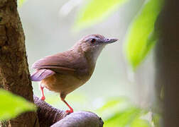 Abbott's Babbler