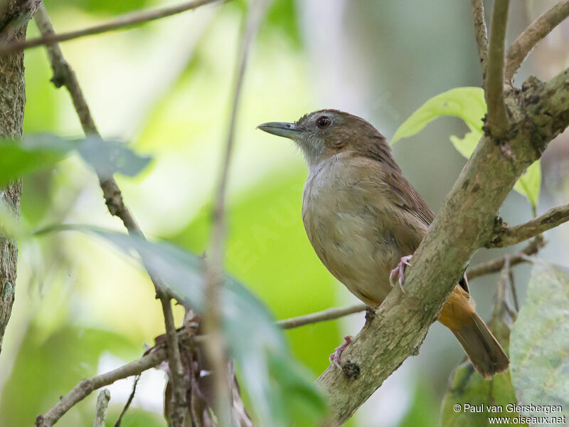 Abbott's Babbler