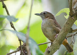 Abbott's Babbler