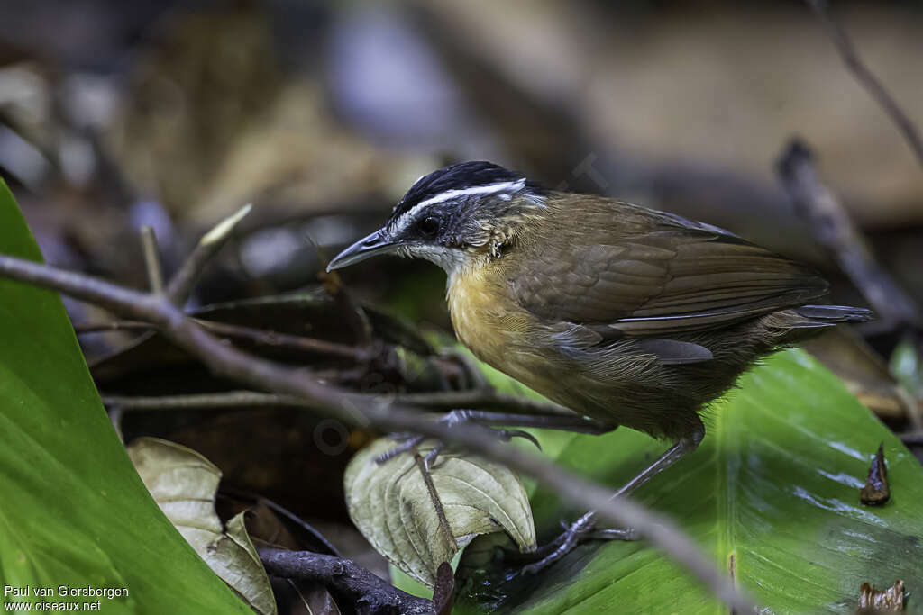 Bornean Black-capped Babbleradult