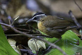 Bornean Black-capped Babbler