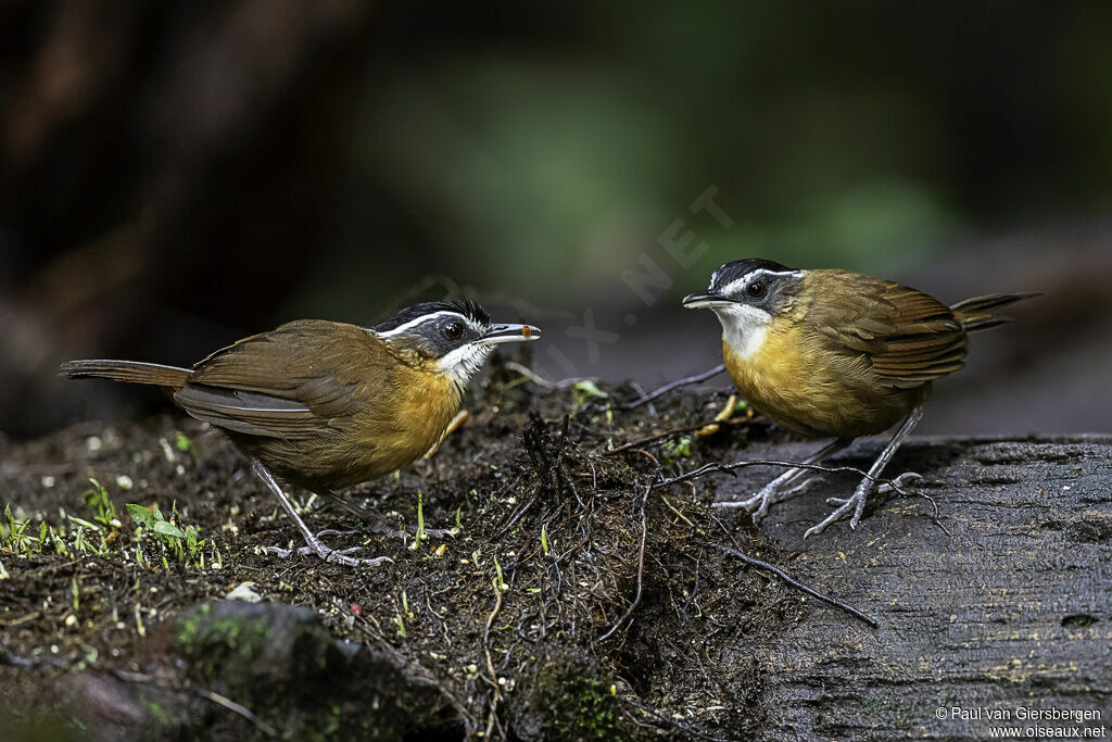 Bornean Black-capped Babbleradult