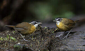 Bornean Black-capped Babbler