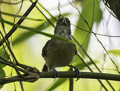 Melodious Babbler