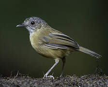 Temminck's Babbler