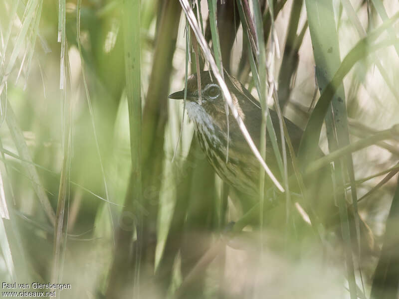 Marsh Babbler