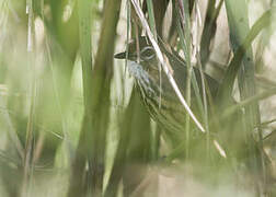 Marsh Babbler