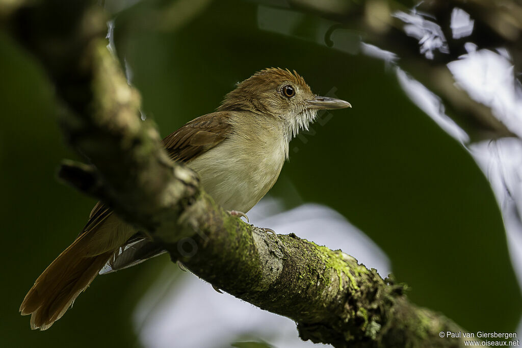 Ferruginous Babbleradult