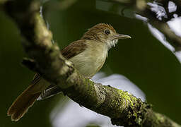 Ferruginous Babbler