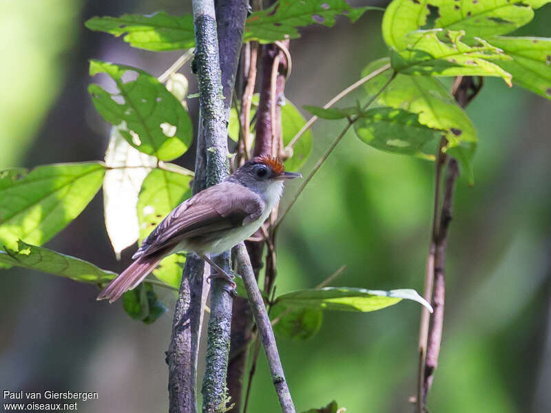 Akalat géantadulte, identification