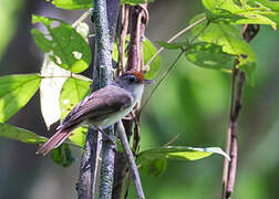 Rufous-crowned Babbler