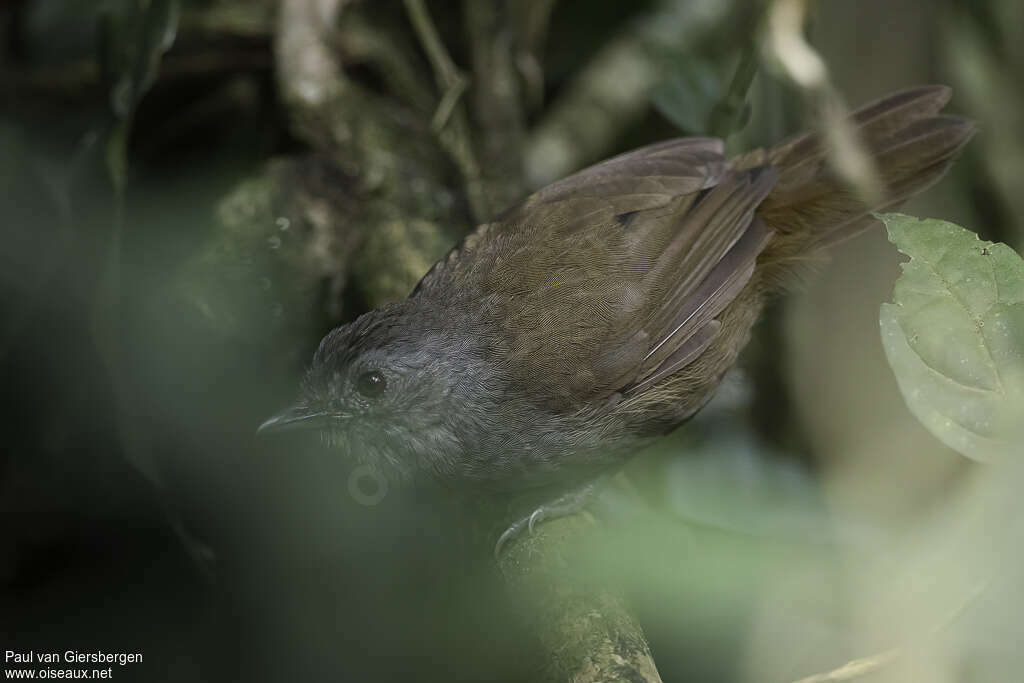 Akalat montagnardadulte, identification