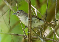 Moustached Babbler