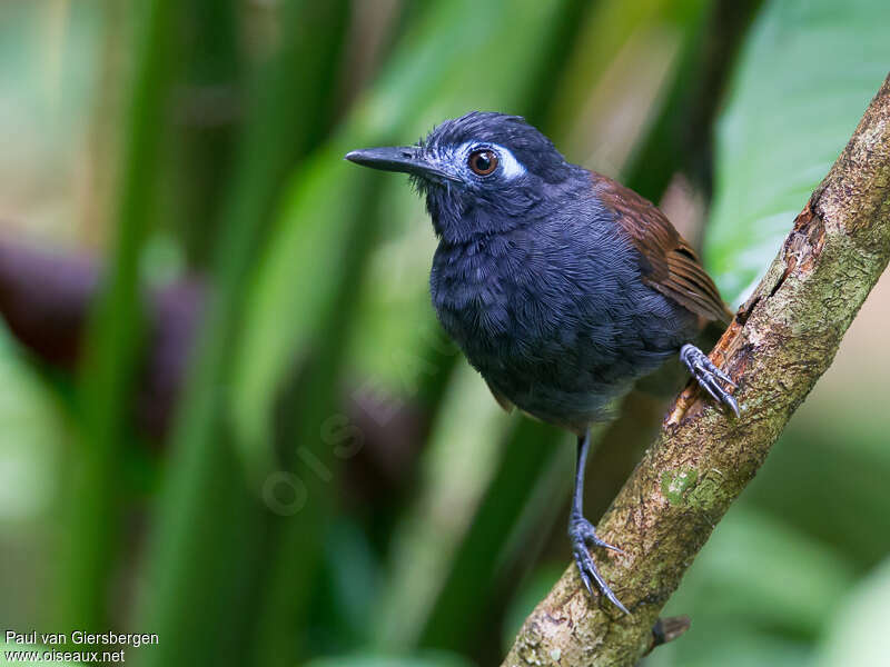 Chestnut-backed Antbird male adult, identification