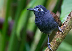 Chestnut-backed Antbird