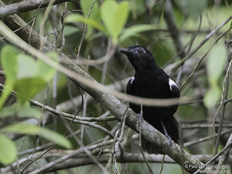 White-shouldered Antbird male adult
