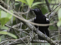 White-shouldered Antbird