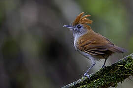 White-lined Antbird