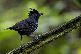 White-lined Antbird