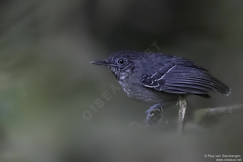 Black-chinned Antbird female adult