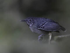 Black-chinned Antbird