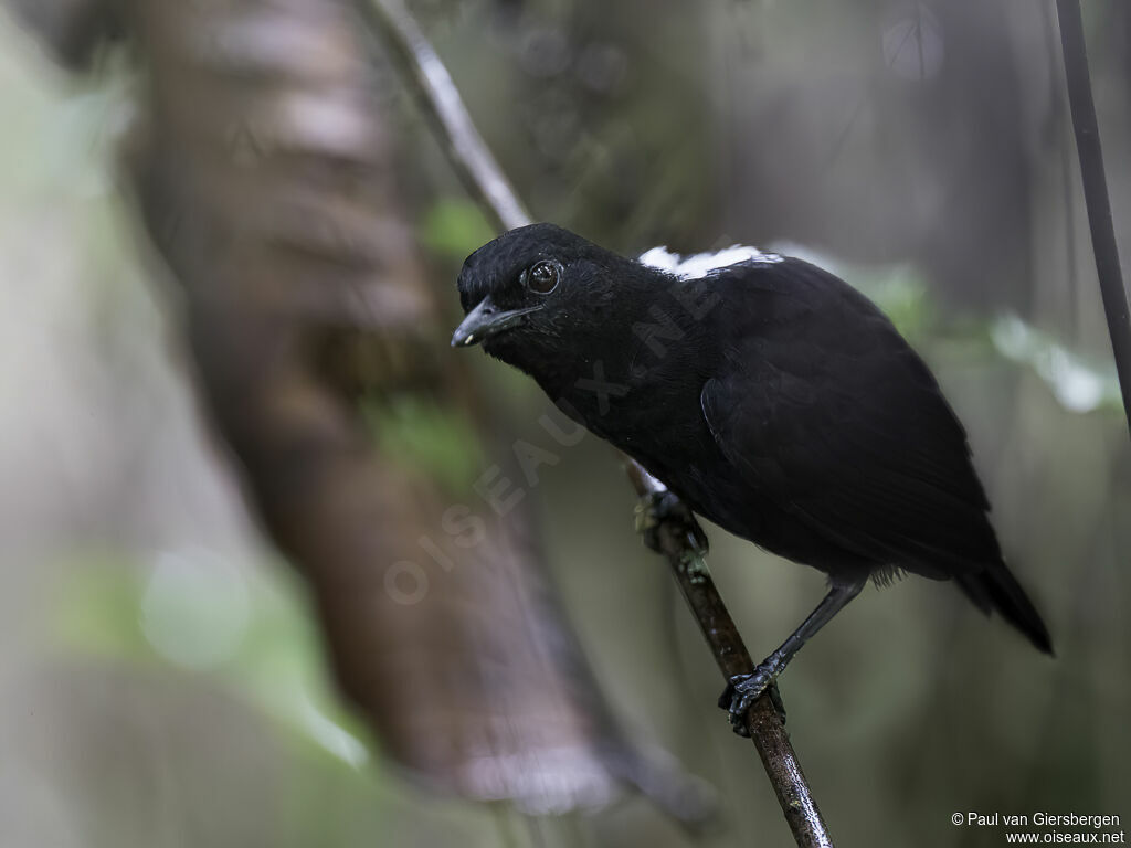 Stub-tailed Antbird male adult