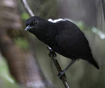 Stub-tailed Antbird