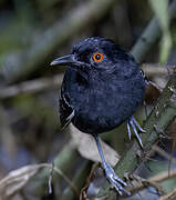 Black-tailed Antbird
