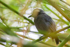 White-browed Antbird