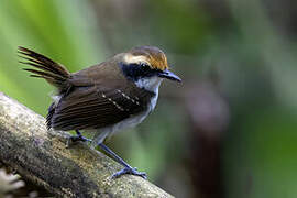 White-browed Antbird