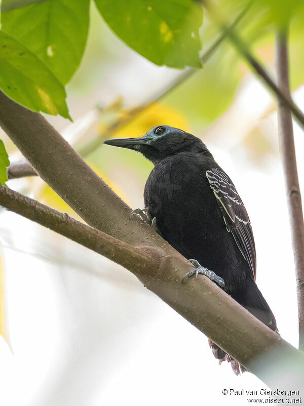Bare-crowned Antbird male adult