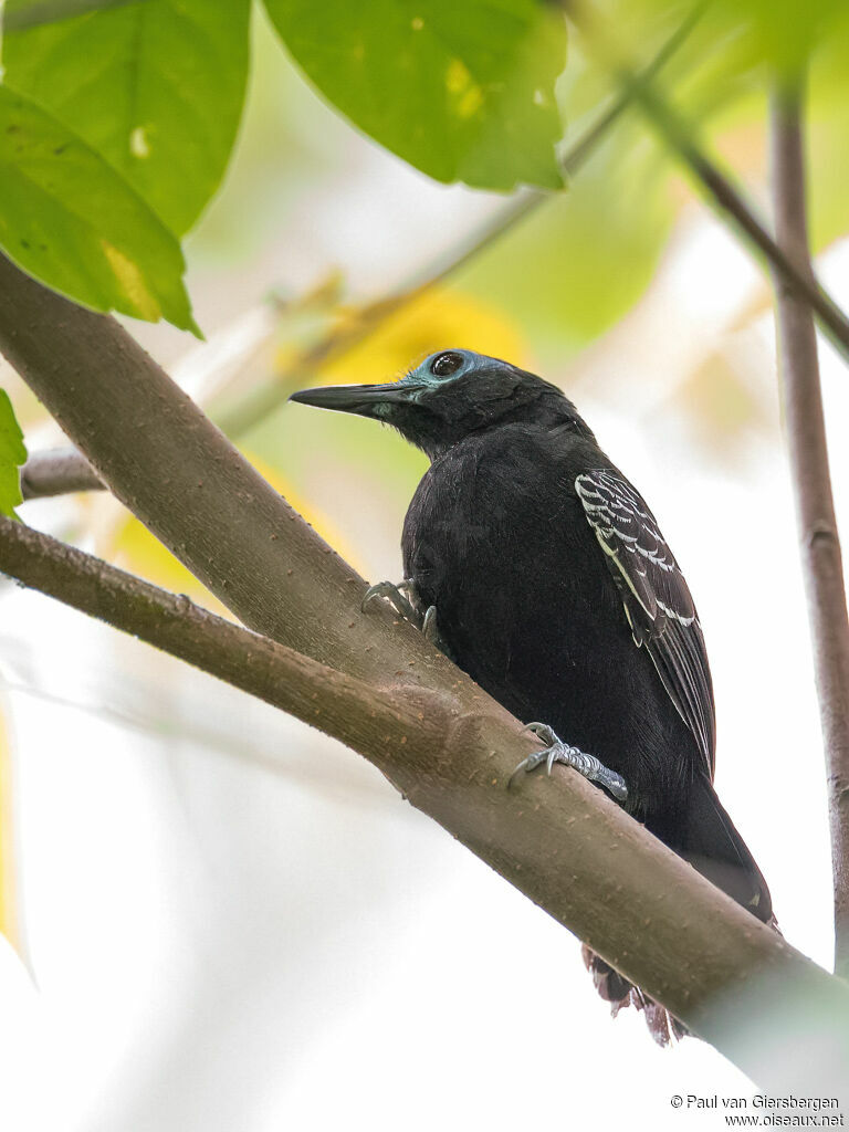 Bare-crowned Antbird male adult