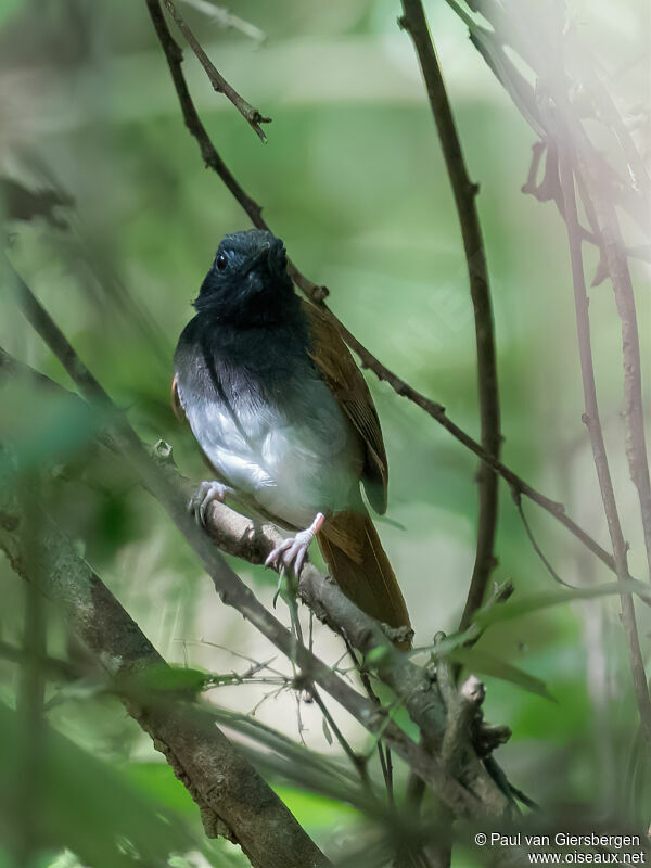 White-bellied Antbirdadult