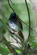 White-bellied Antbird