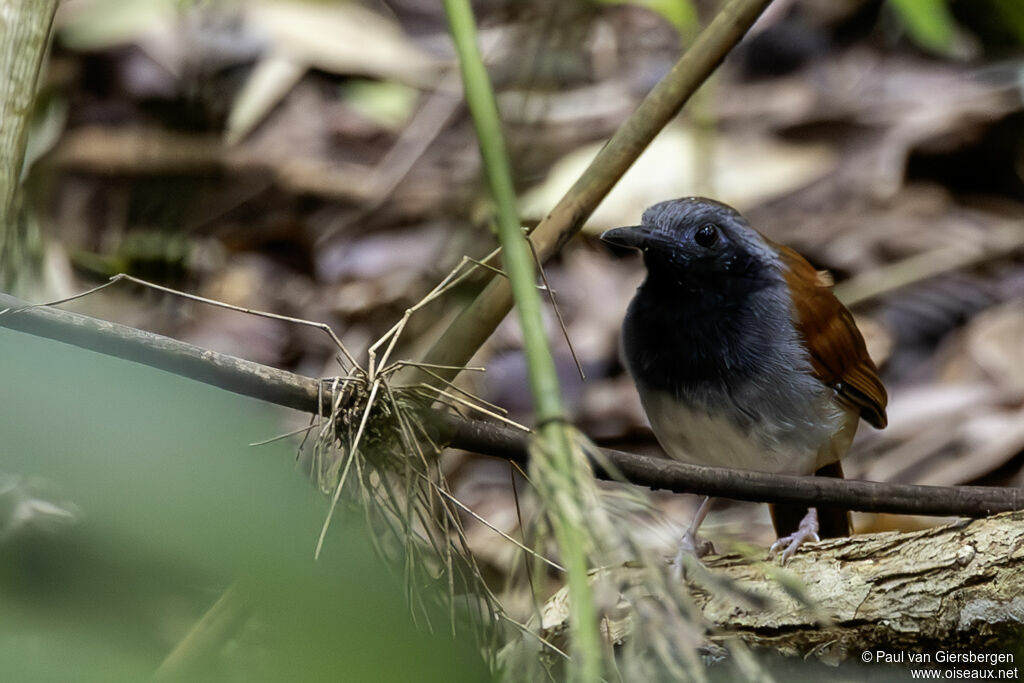 Alapi à ventre blanc
