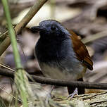 Alapi à ventre blanc