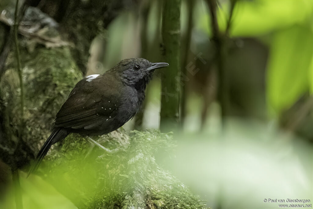 Black-throated Antbird male adult