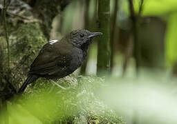 Black-throated Antbird