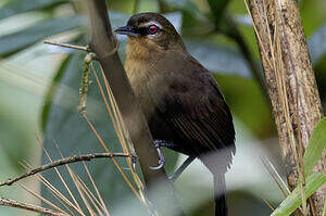 Alapi de Ménétries