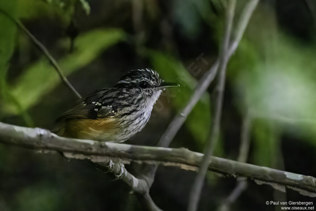 Peruvian Warbling Antbirdadult