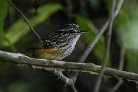 Peruvian Warbling Antbird