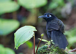 Zeledon's Antbird