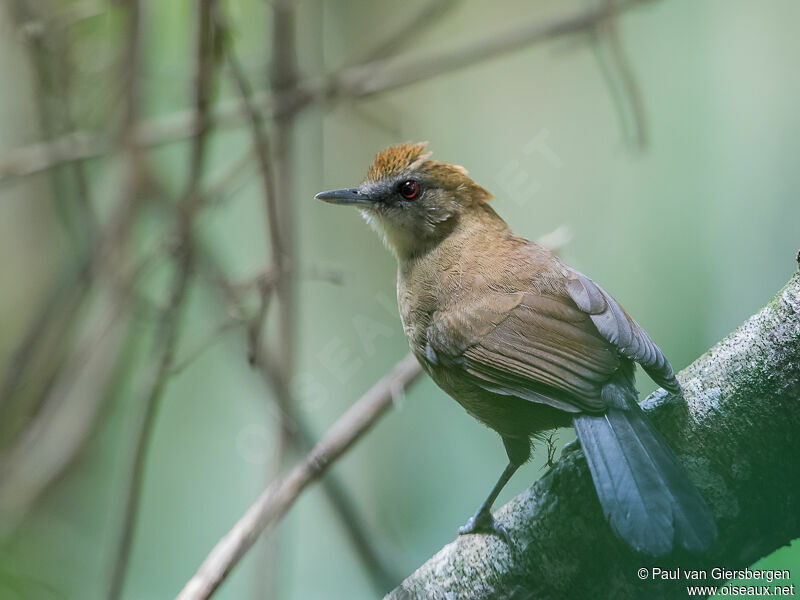 White-shouldered Fire-eye