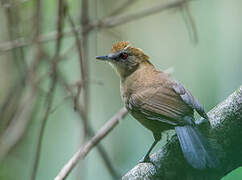 White-shouldered Fire-eye