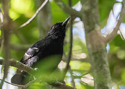 White-shouldered Fire-eye