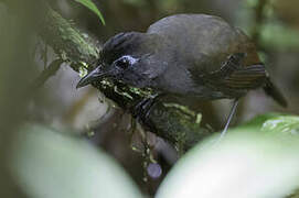 Sooty Antbird