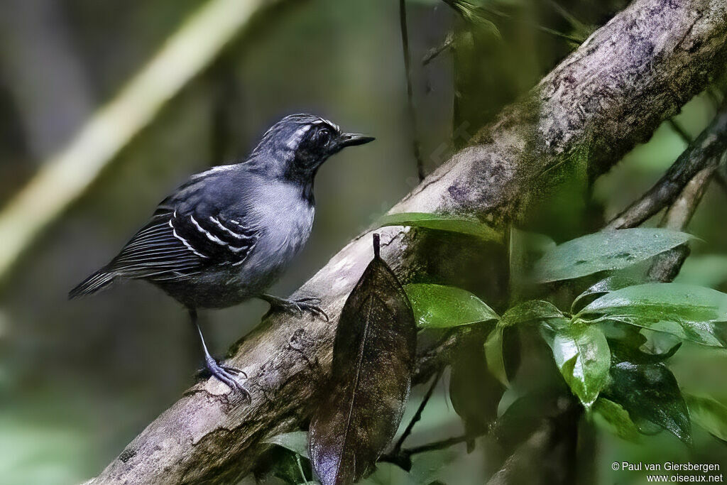 Black-faced Antbird male adult